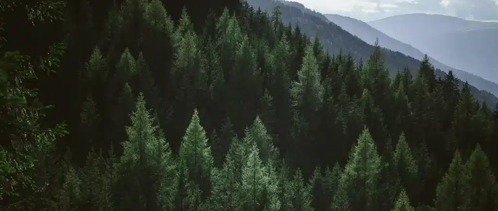 A cascading forest of trees