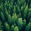 TimberTech-Home-Sustainability-Trees-Beauty.jpg